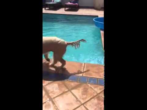 Αυτός ο έξυπνος σκύλος μπορεί να πιάσει την μπάλα χωρίς να βουτήξει στην πισίνα! [βίντεο]